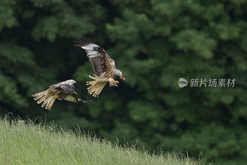 两只红风筝(Milvus Milvus)在飞行